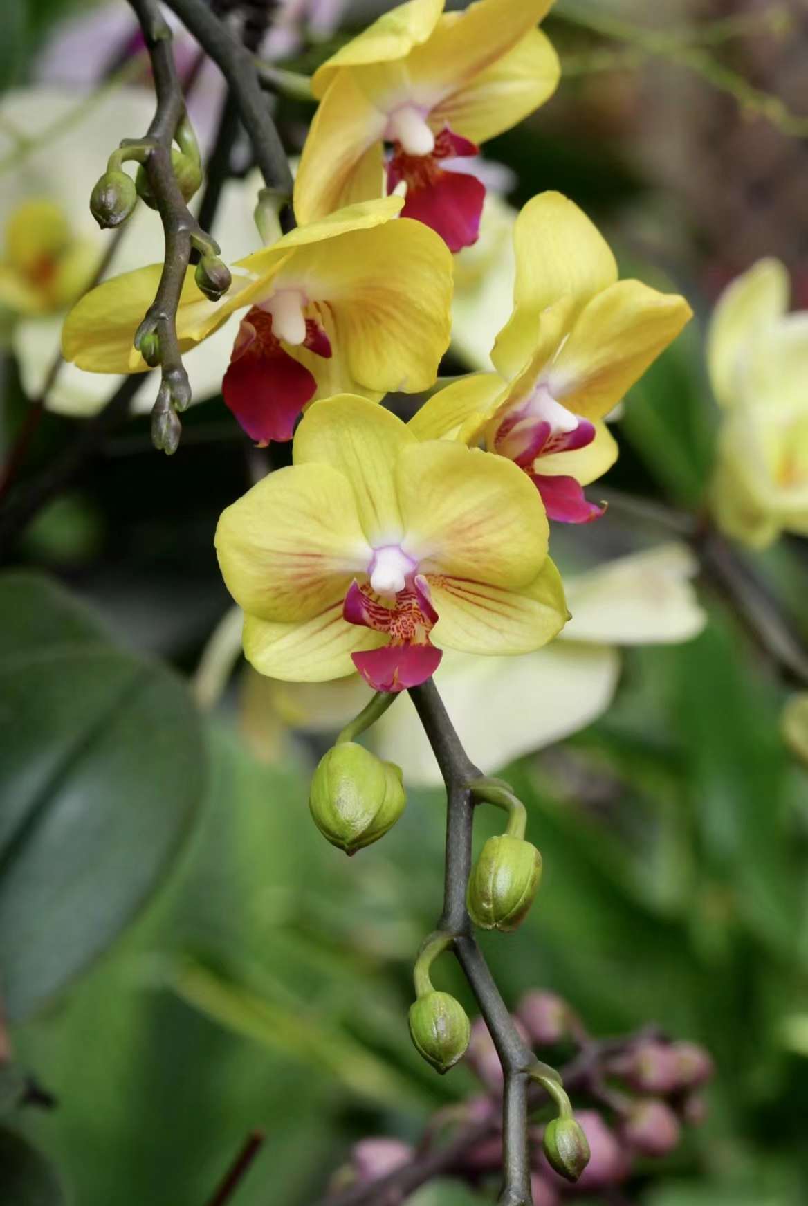 热带兰中国科学院武汉植物园