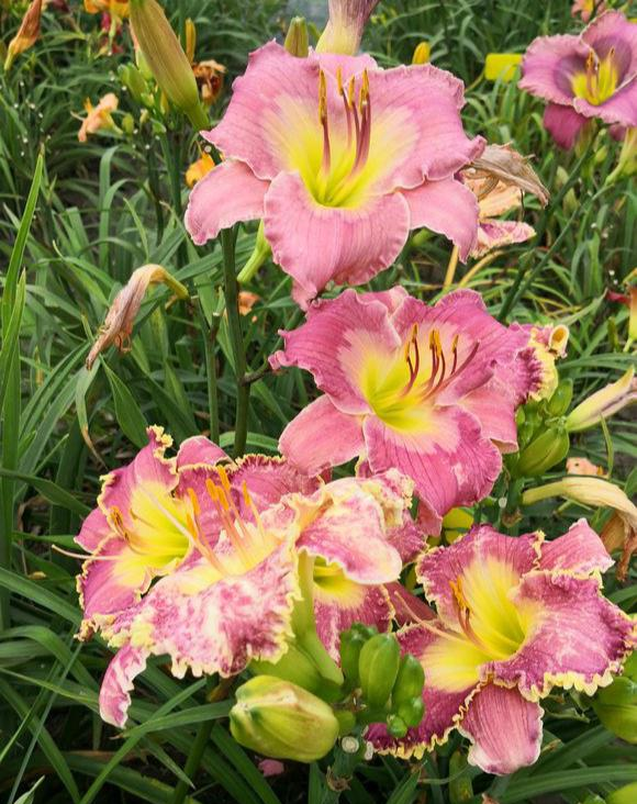 此“花”才是中国传统的母亲花,2000多年前就已栽种,你见过没?休闲区蓝鸢梦想 - Www.slyday.coM 此“花”才是中国传统的母亲花,2000多年前就已栽种,你见过没?休闲区蓝鸢梦想 - Www.slyday.coM