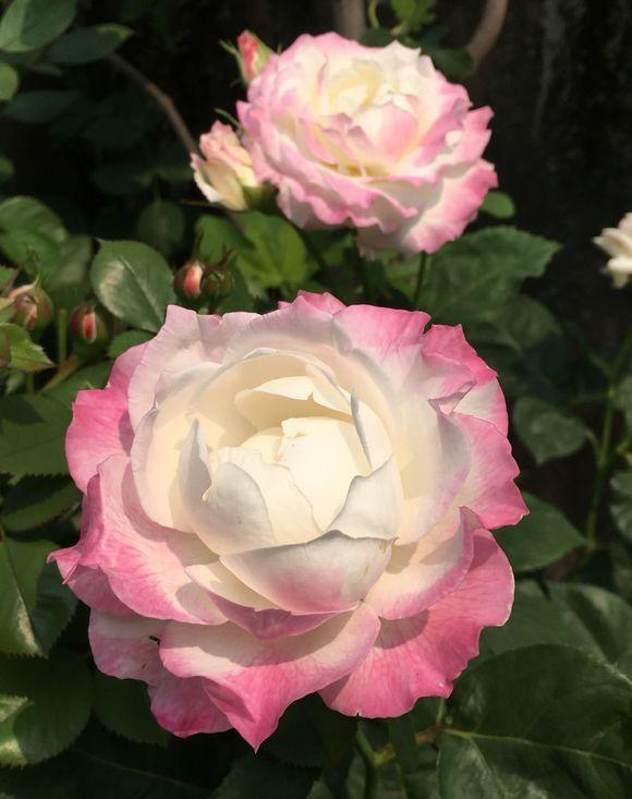 开花特漂亮,香味比香水好闻,头回见这么美的花|六翼天使|月季|回见