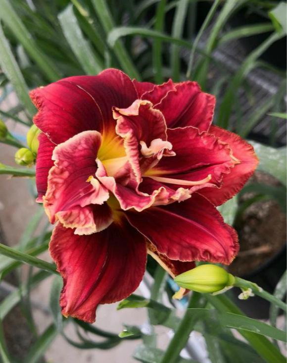 此“花”才是中国传统的母亲花,2000多年前就已栽种,你见过没?休闲区蓝鸢梦想 - Www.slyday.coM 此“花”才是中国传统的母亲花,2000多年前就已栽种,你见过没?休闲区蓝鸢梦想 - Www.slyday.coM