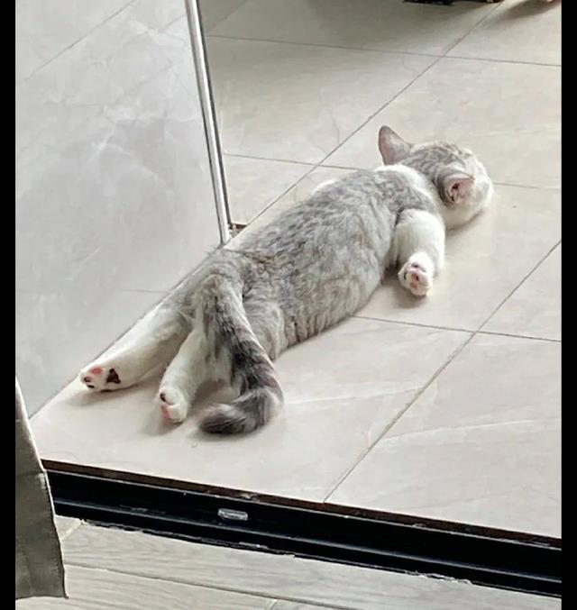 主人回家发现猫咪趴在地上姿势和人一模一样差点吓出心脏病