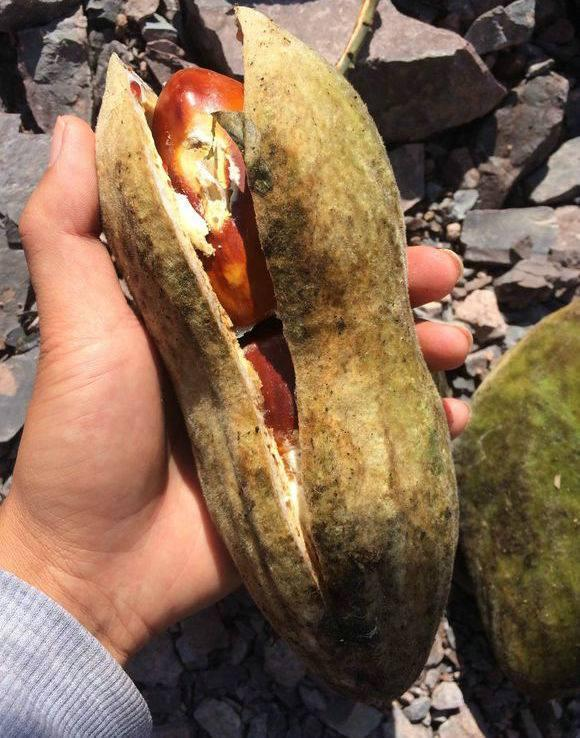 男子在野外钓鱼, 结果捡到一个"巨型花生", 竟然有着一斤重