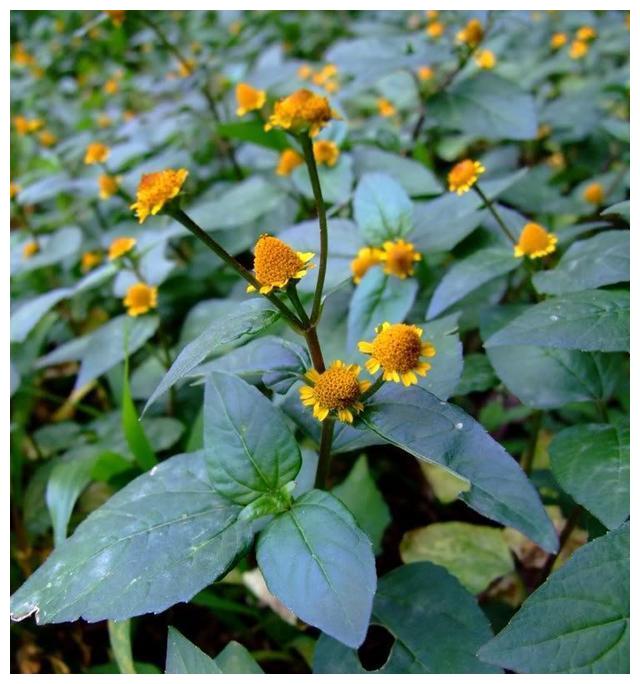 别名叫"散血草"的9种植物__财经头条