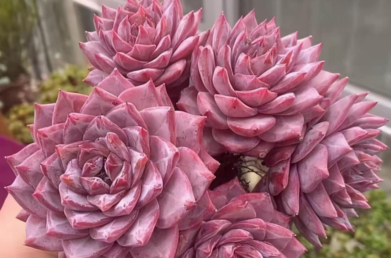 粉蓝鸟,最爱穿裙子的多肉,养出状态非常美,让花友甘心为之痴迷_高清