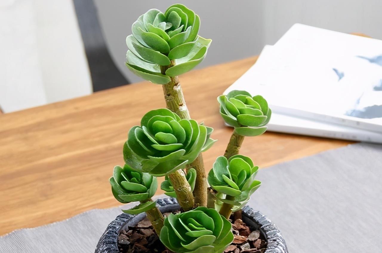 这7款多肉名字金贵寓意招财纳福家中养一盆准没错