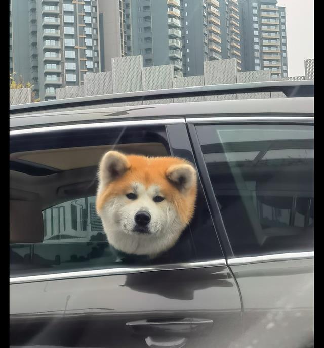 狗狗坐在汽车上面探出头一脸的忧郁表情这是有什么心事呀