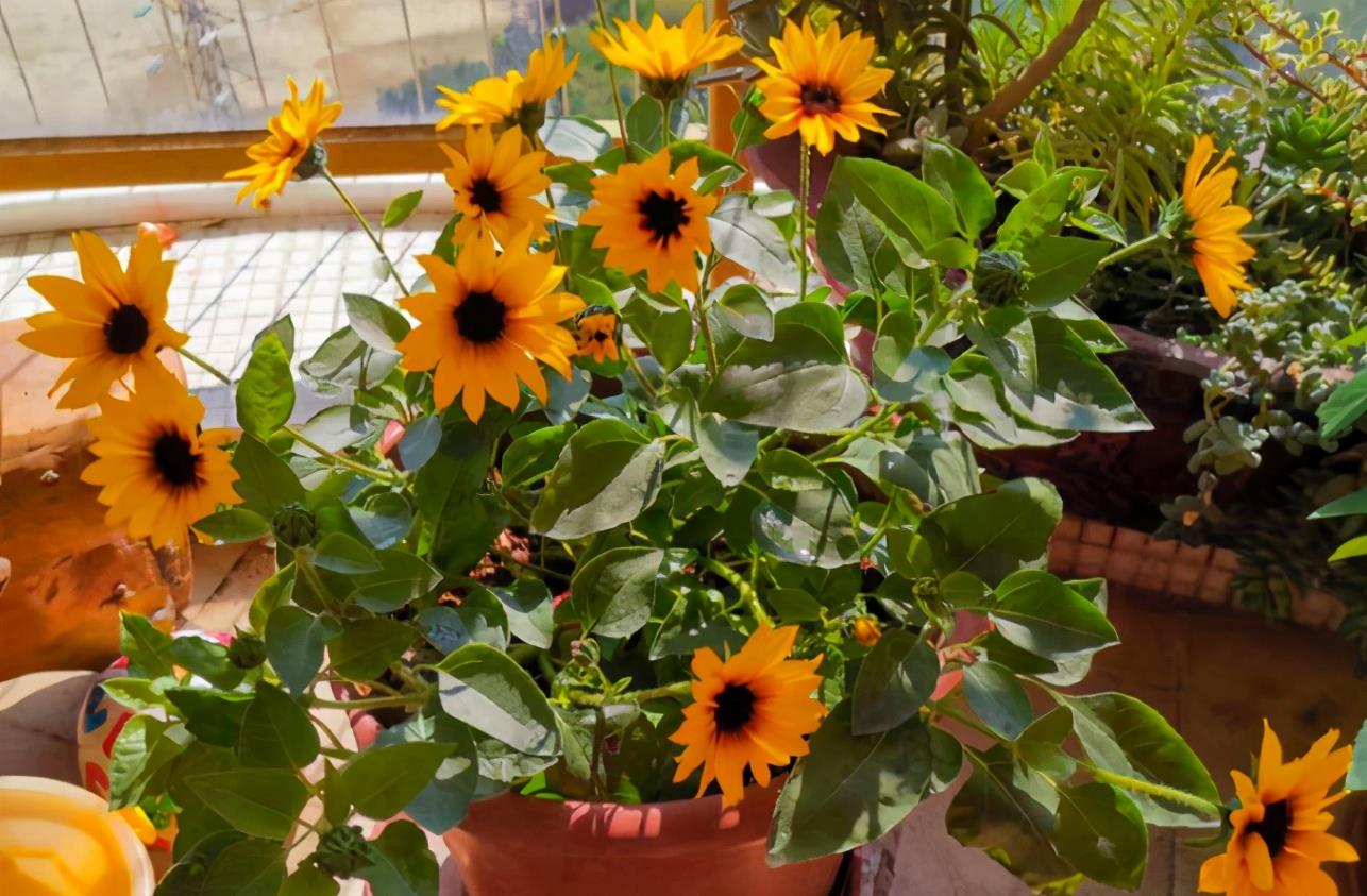 喜欢向日葵就栽一盆它吧!注意3点既能观赏又能吃_高清图集_新浪网