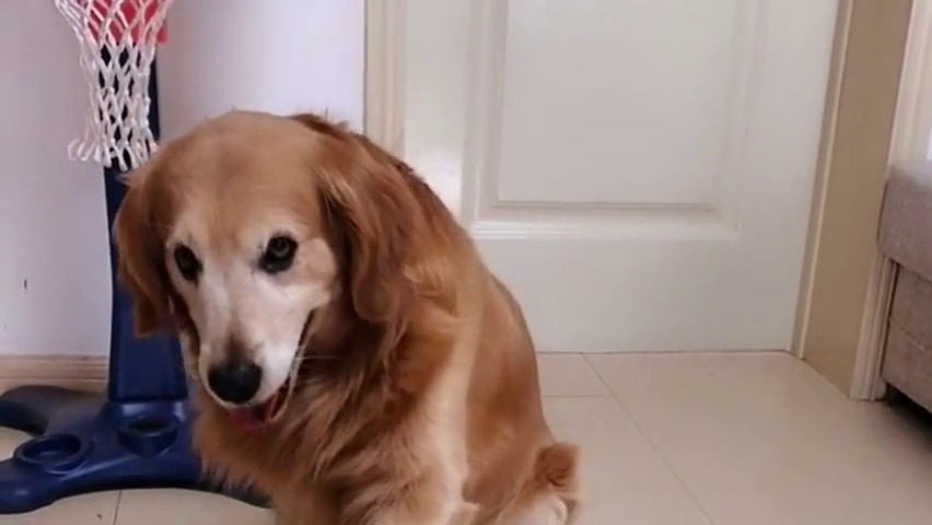 网红金毛轮胎又回到东北姥爷家了,汪星人太开心了,为它高兴!