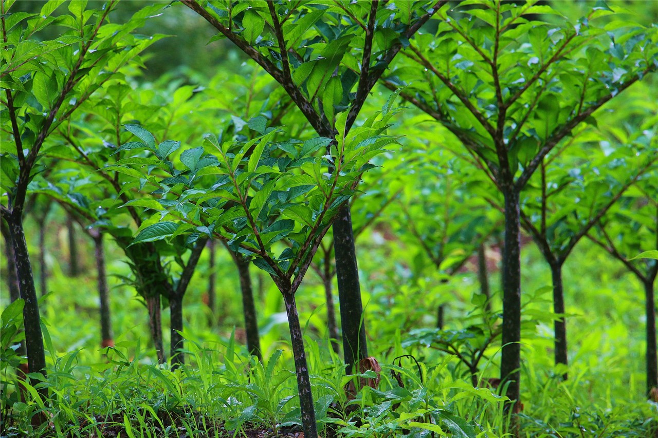 白河县一男子地里种出金疙瘩