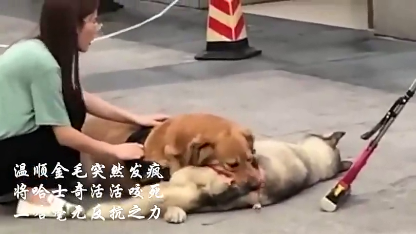 温顺金毛突然发疯,将哈士奇活活咬死,二哈毫无反抗之力!