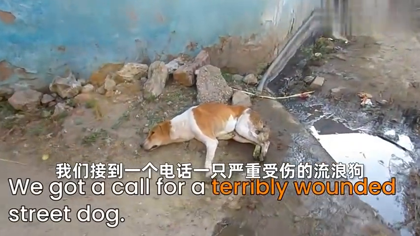 狗狗尾巴上有很大的伤口满是蛆虫 看着触目惊心 终于康复了