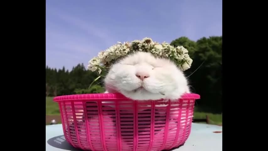 伤心,初代网红猫,日本猫叔去世