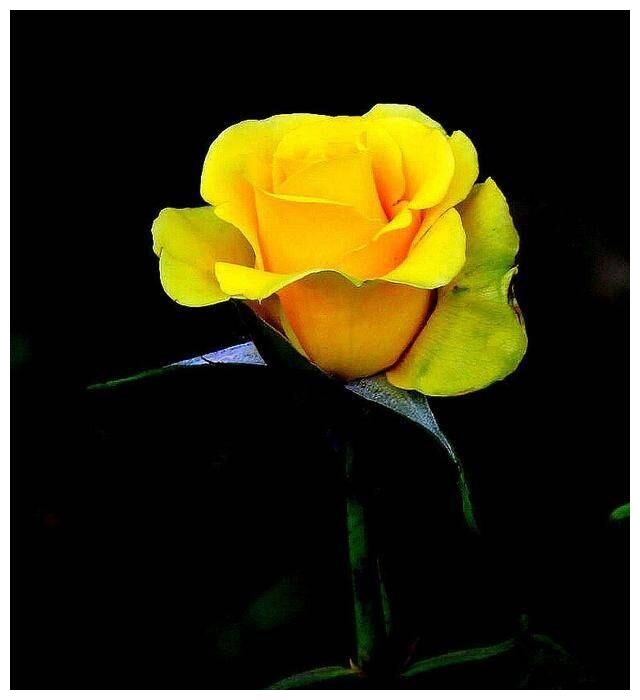 2月底老树逢春 好运乘风破浪 会有很多惊喜的4大生肖