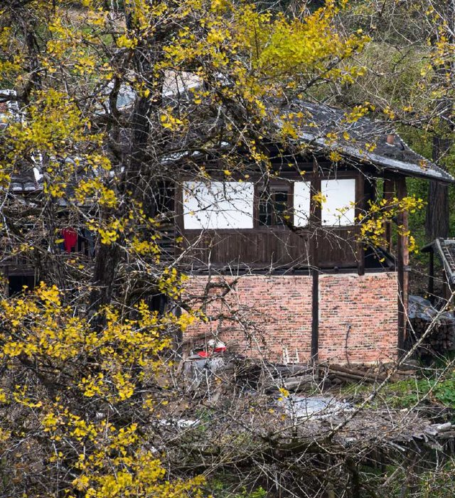 不是云南才有银杏村,福建也有一个银杏村你知道吗|银杏村|云南|银杏_