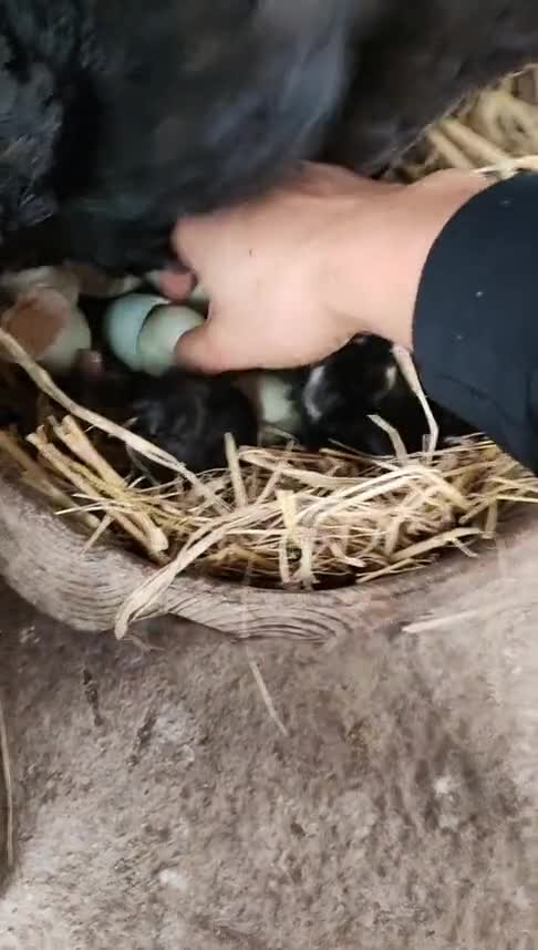 几天没注意,母鸡就自己下蛋自己孵,孵出一窝黑不溜秋的小鸡!