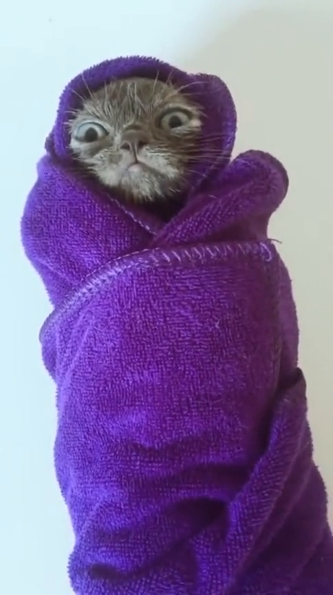 主人给大眼猫包上大毛巾,样子太可爱了!