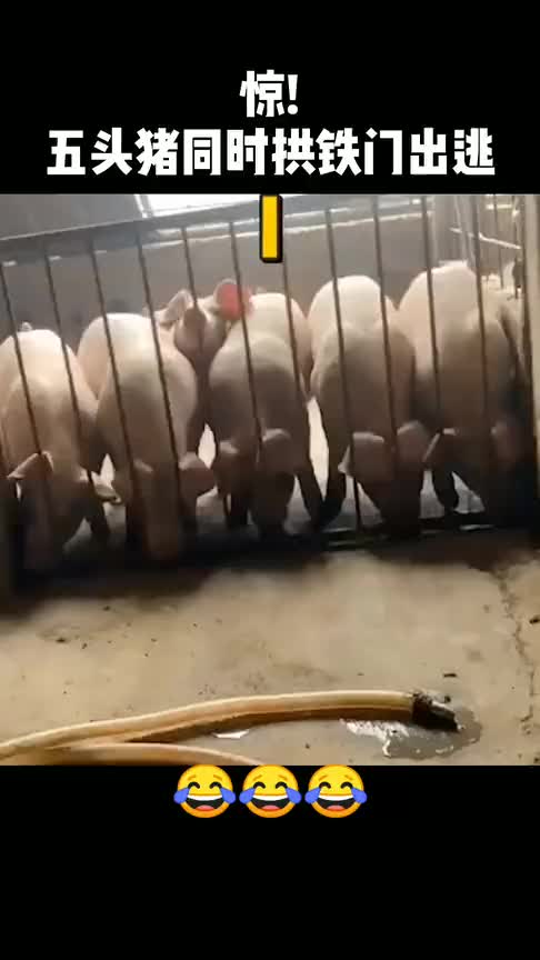 5只猪同时拱铁门出逃吃食 网友:团结就是力量!