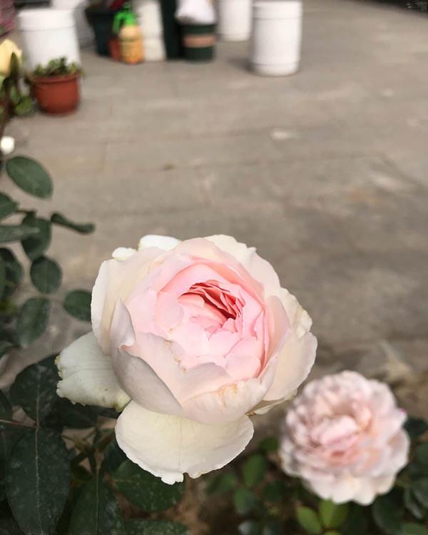 伊芙·钱特玛丽,又美又香的盆栽月季花,花开一朵,满屋子飘香