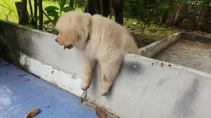 可爱的小狗学爬墙,太逗了