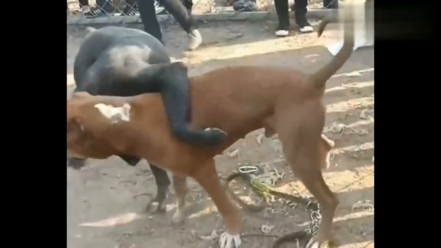 马犬对决比特犬 马犬体力耗尽被比特制服 而比特才刚刚热身 马犬对决比特犬 马犬体力耗尽被比特制服 而比特才刚刚热身
