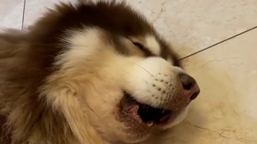 小宠物的超级歪头杀,今天的哈士奇宝贝超级配合哦,好乖哦