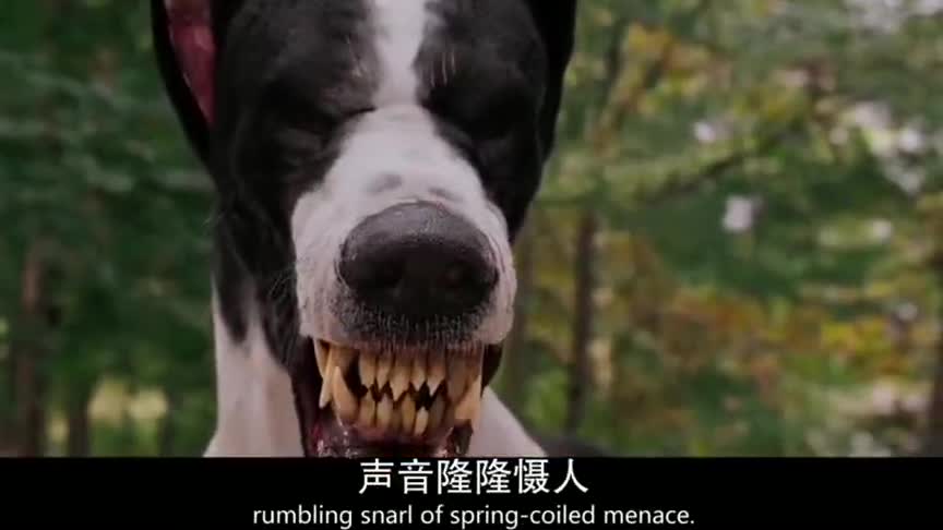 就因为主人的喜好,地狱恶犬变成可爱的小狗,你的尊严呢