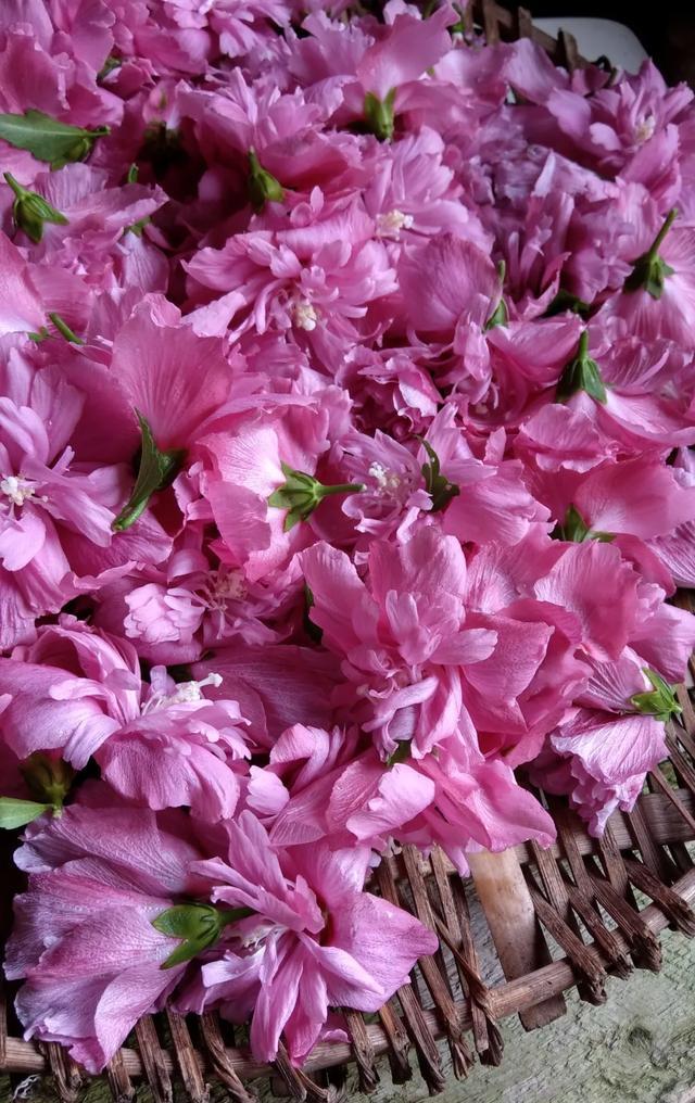 13种花 赏完还能吃 炸 煎 炒 滑汤 美味又养颜 财经头条