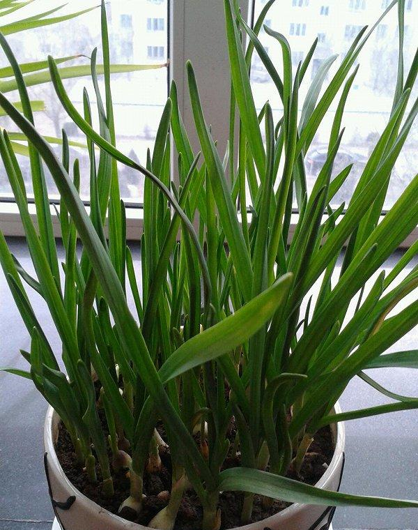 水培的大蒜需不需要施肥?取决于想让它长多久休闲区蓝鸢梦想 - Www.slyday.coM 水培的大蒜需不需要施肥?取决于想让它长多久休闲区蓝鸢梦想 - Www.slyday.coM