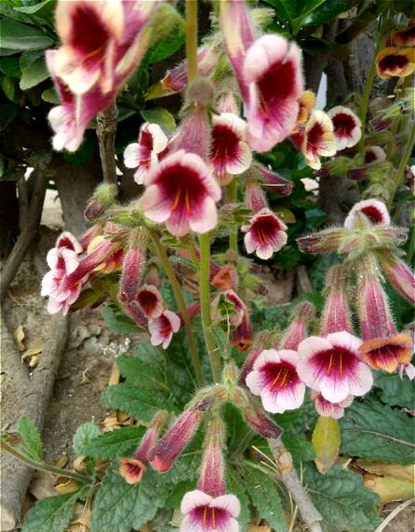 野外1种花 开花很漂亮 根更是宝贝 你家后山就有 别当杂草