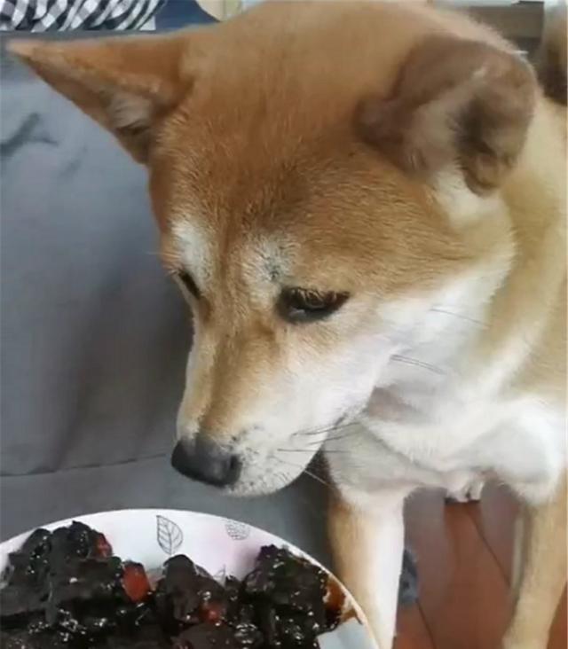 主人做红烧肉失败,把黑黢黢的肉端给狗子吃,狗子的表情亮了