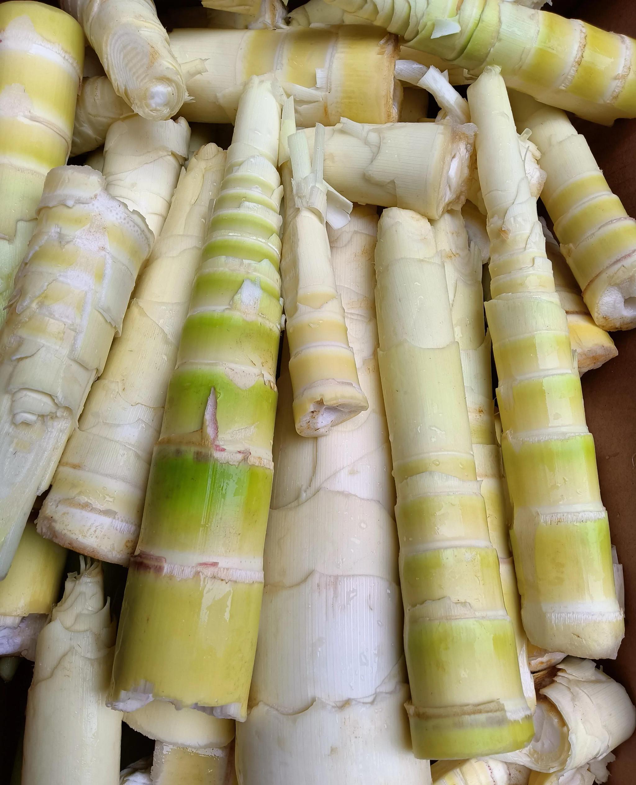 春季大雨过后美味的竹笋就开始破土而出了你尝过鲜了吗