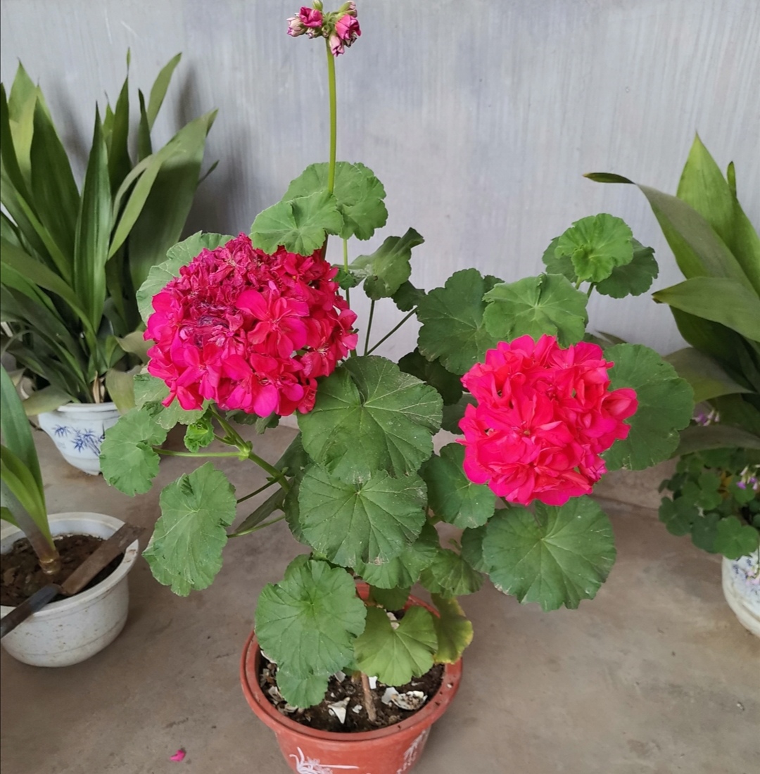 家中养天竺葵掌握好几个关键点照常开花