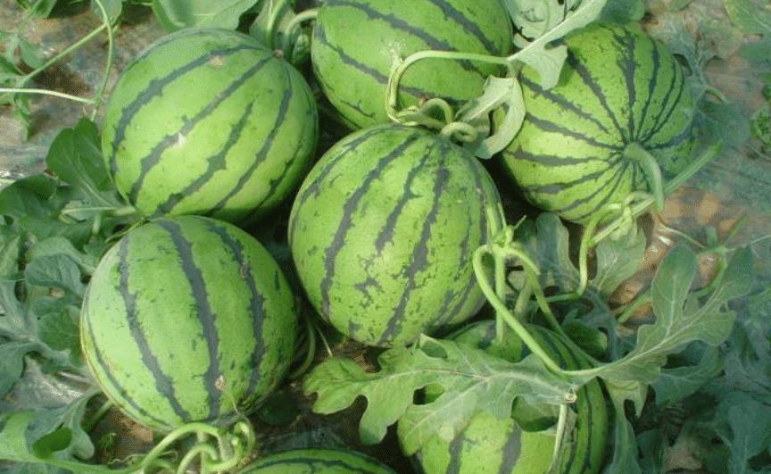 吃西瓜游戏怎么玩