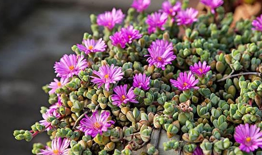 好养又有趣 开花都好看 谜之相似的番杏科 多肉三胞胎 番杏科 白凤菊 鹿角 新浪新闻 好养又有趣 开花都好看 谜之相似的番杏科 多肉三胞胎 番杏科 白凤菊 鹿角 新浪新闻