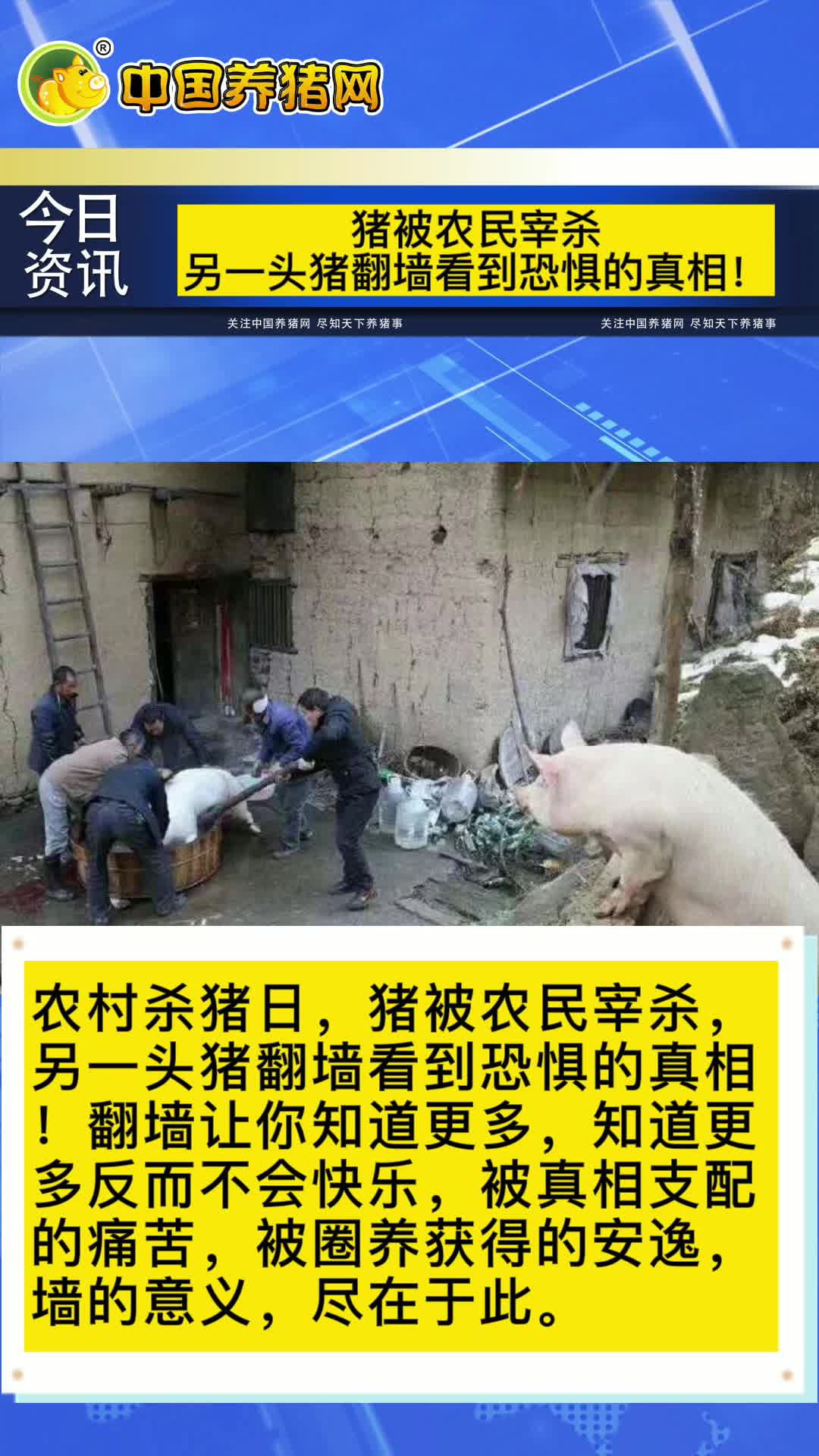 为了记忆中的味道 巴中通江男子 当起养猪郎_社会民生_巴中频道_四川在线