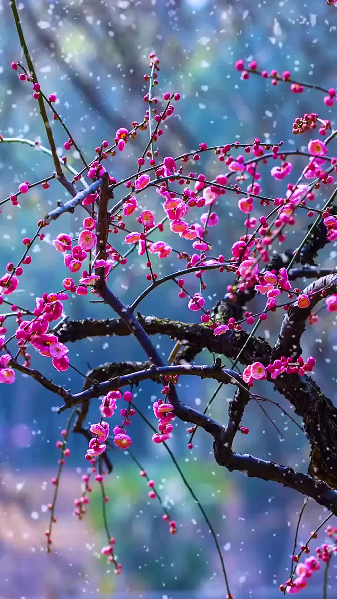 一首传唱度很高的伤心太平洋任贤齐十分好听心都要听化了