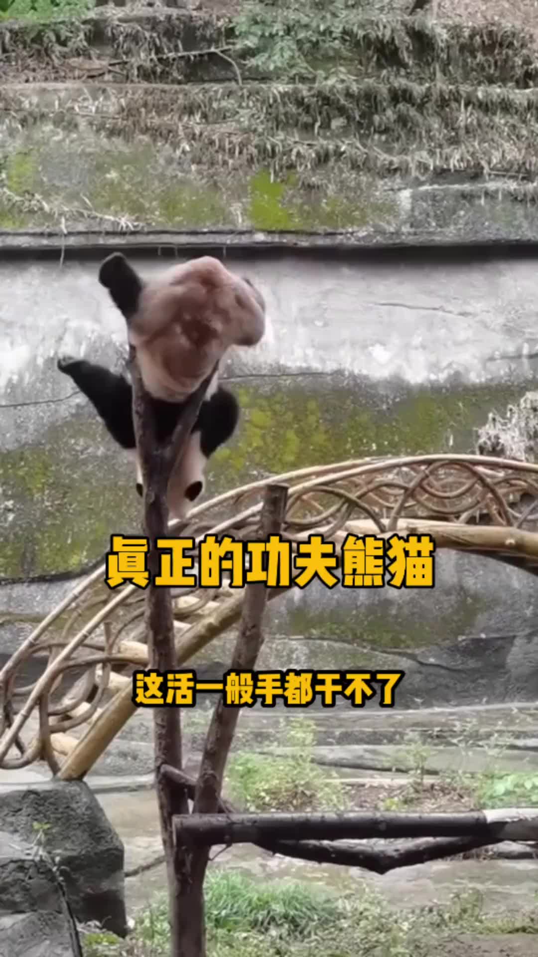 这才是真正的功夫熊猫