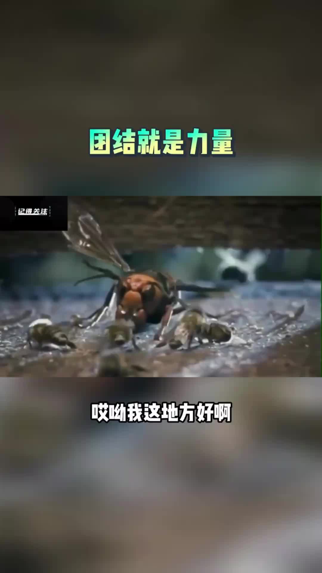 大黄蜂：万万没想到，这么热情