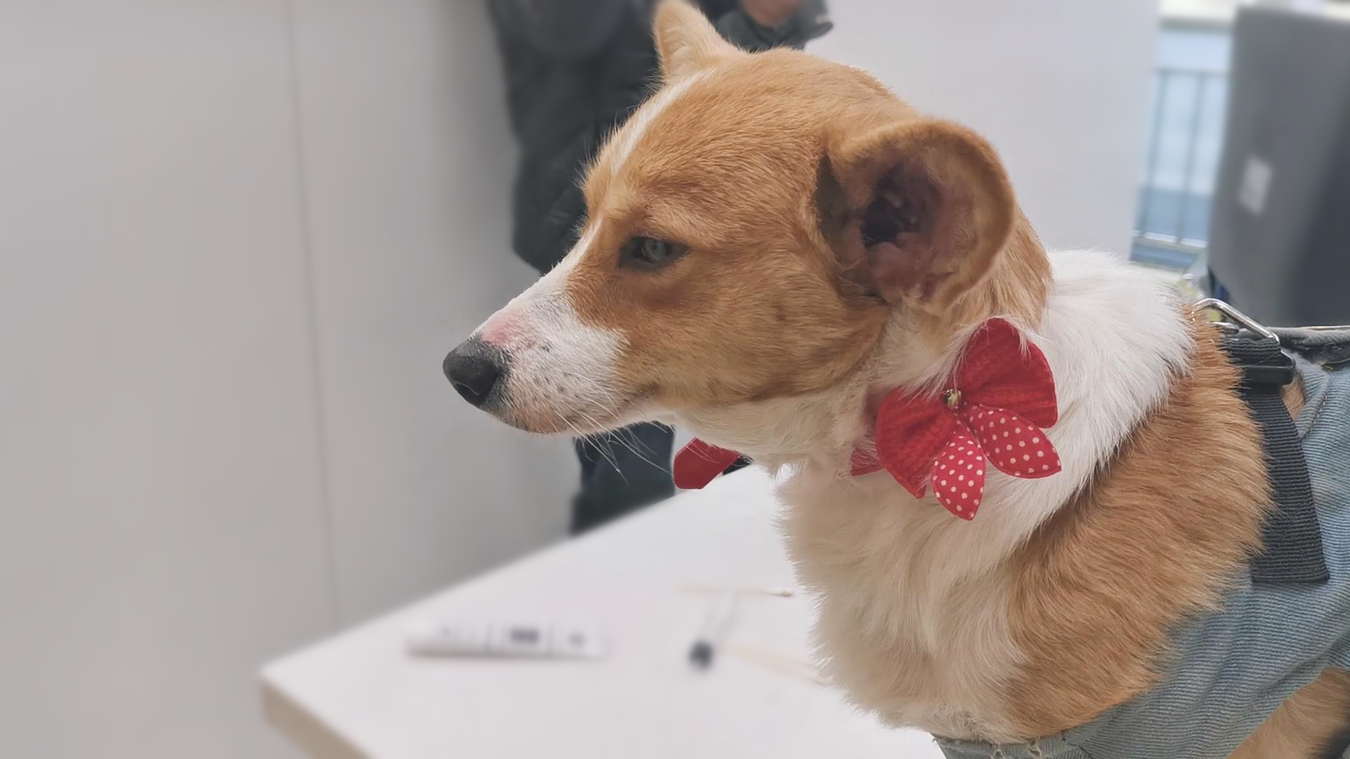 狗狗对着镜头来了个歪头杀,得知要打针瞬间变脸,汪:狗生艰难