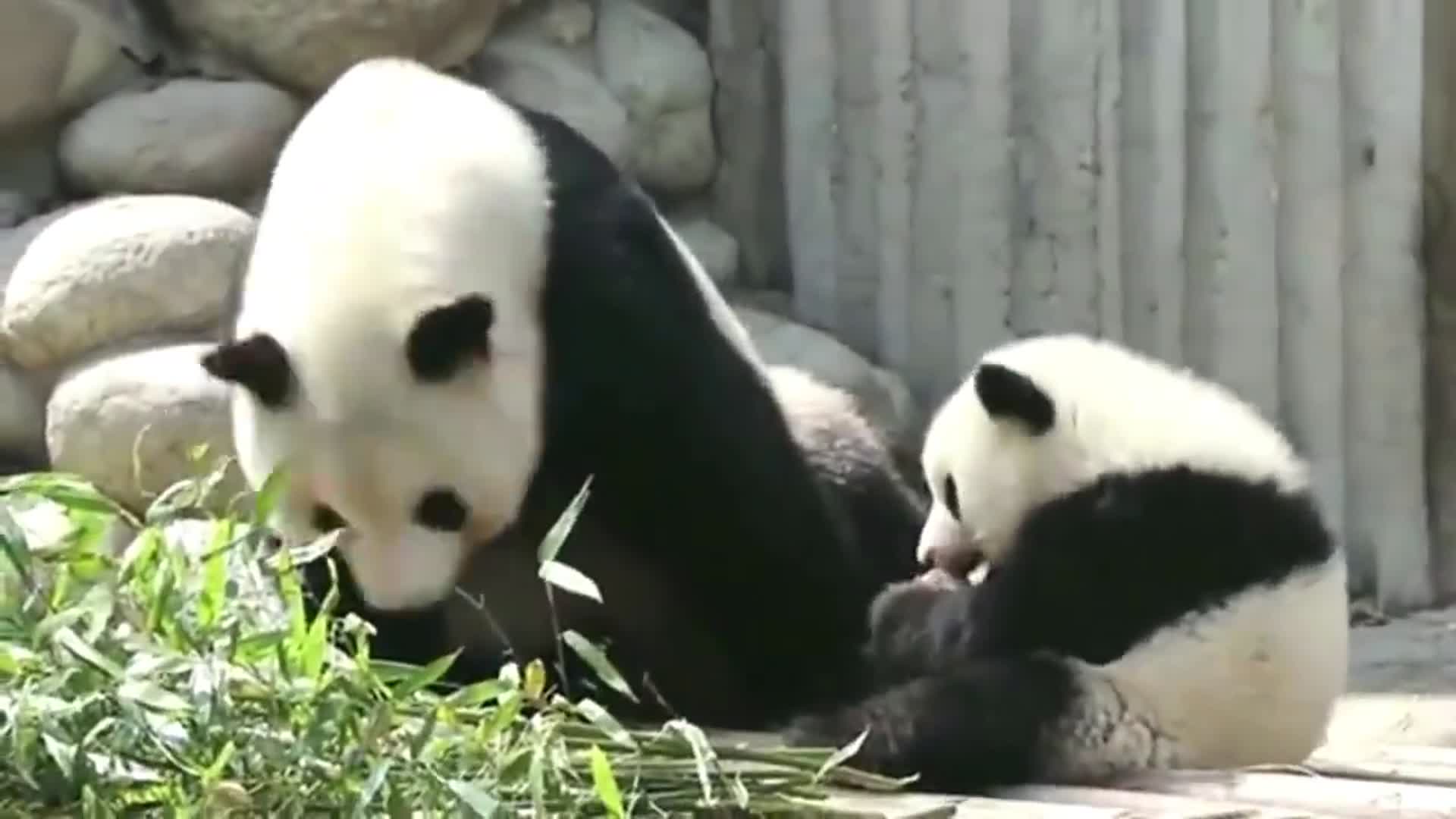 熊猫姐姐打掩护 熊弟叼起妈妈的窝窝头开溜 害大美妈找了半天 妈咪宝贝网