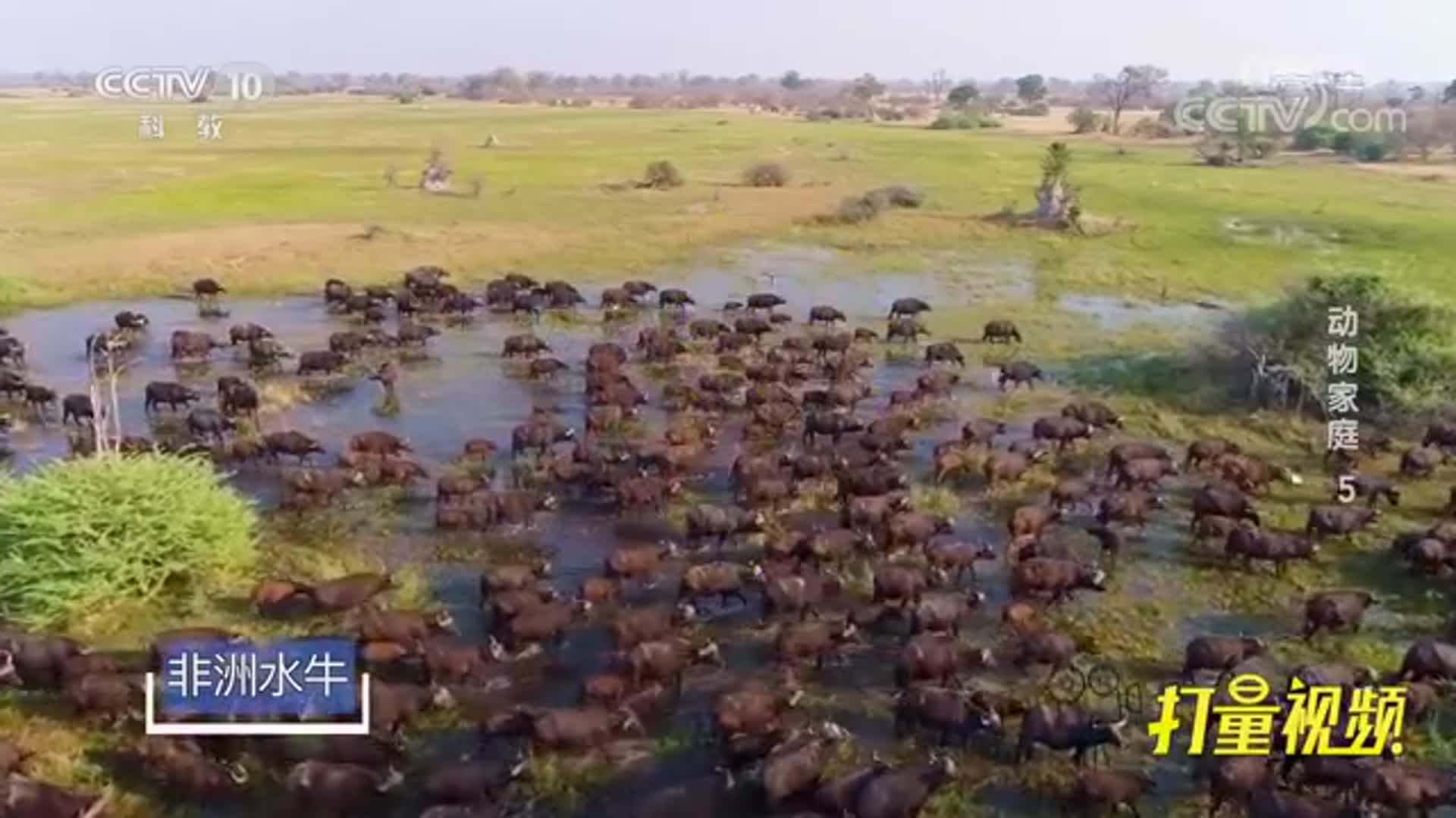 自然传奇动物大排行_《自然传奇》20201027动物大狂欢下