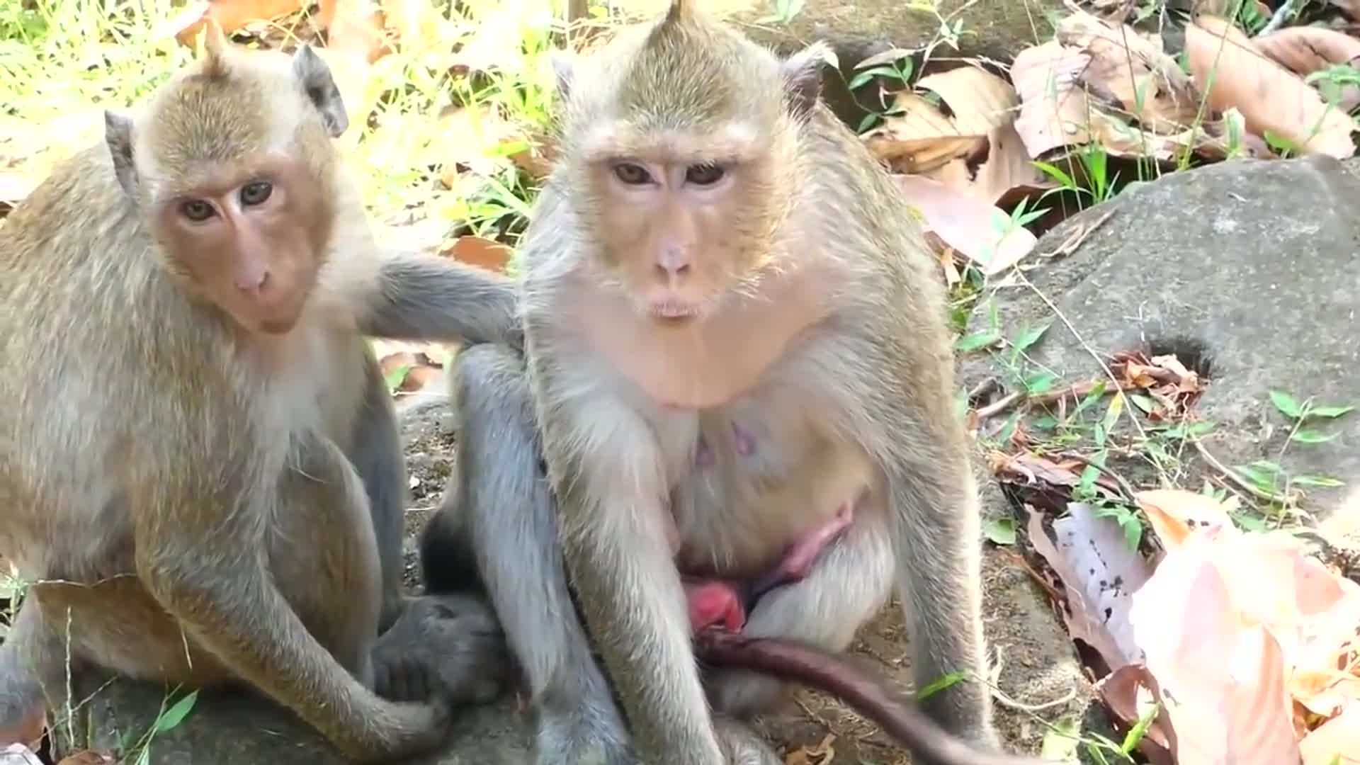 看年轻的母猴是怎么照顾新生猴宝宝的真的颠覆你的想象