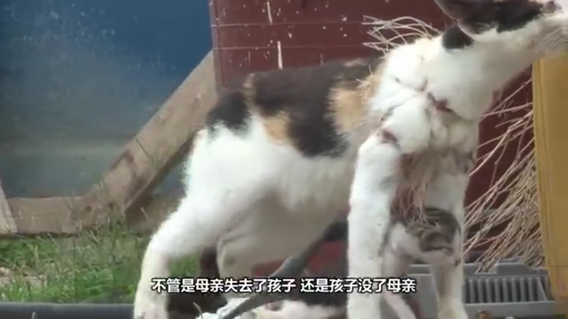 可怜的猫妈妈被渔网缠住，却忍痛喂养幼崽，画面让人感动