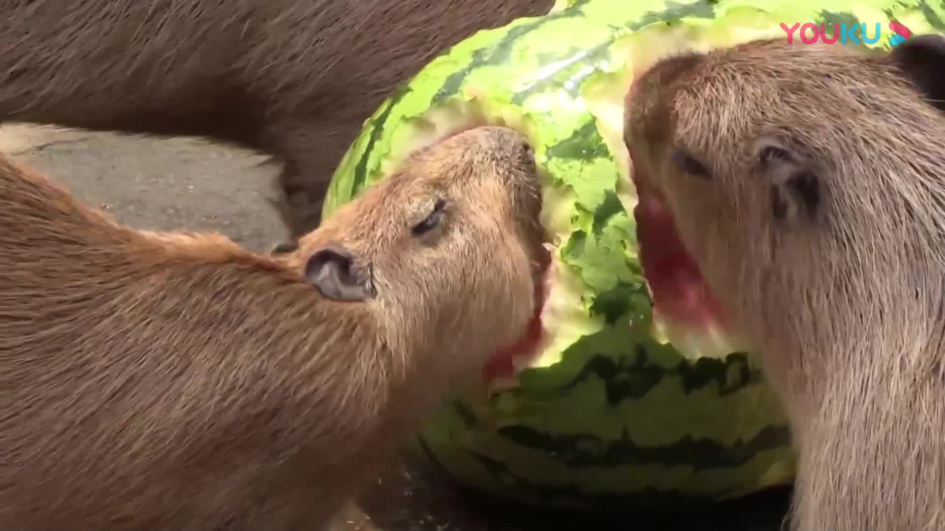 猹到底是怎样一种生物它真的喜欢偷吃西瓜么