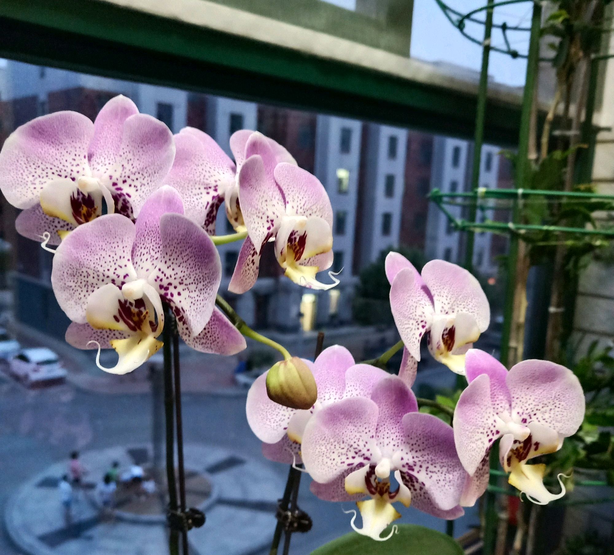 蝴蝶兰的中心叶片腐烂 新根系一直往天上长 还能长出新芽吗