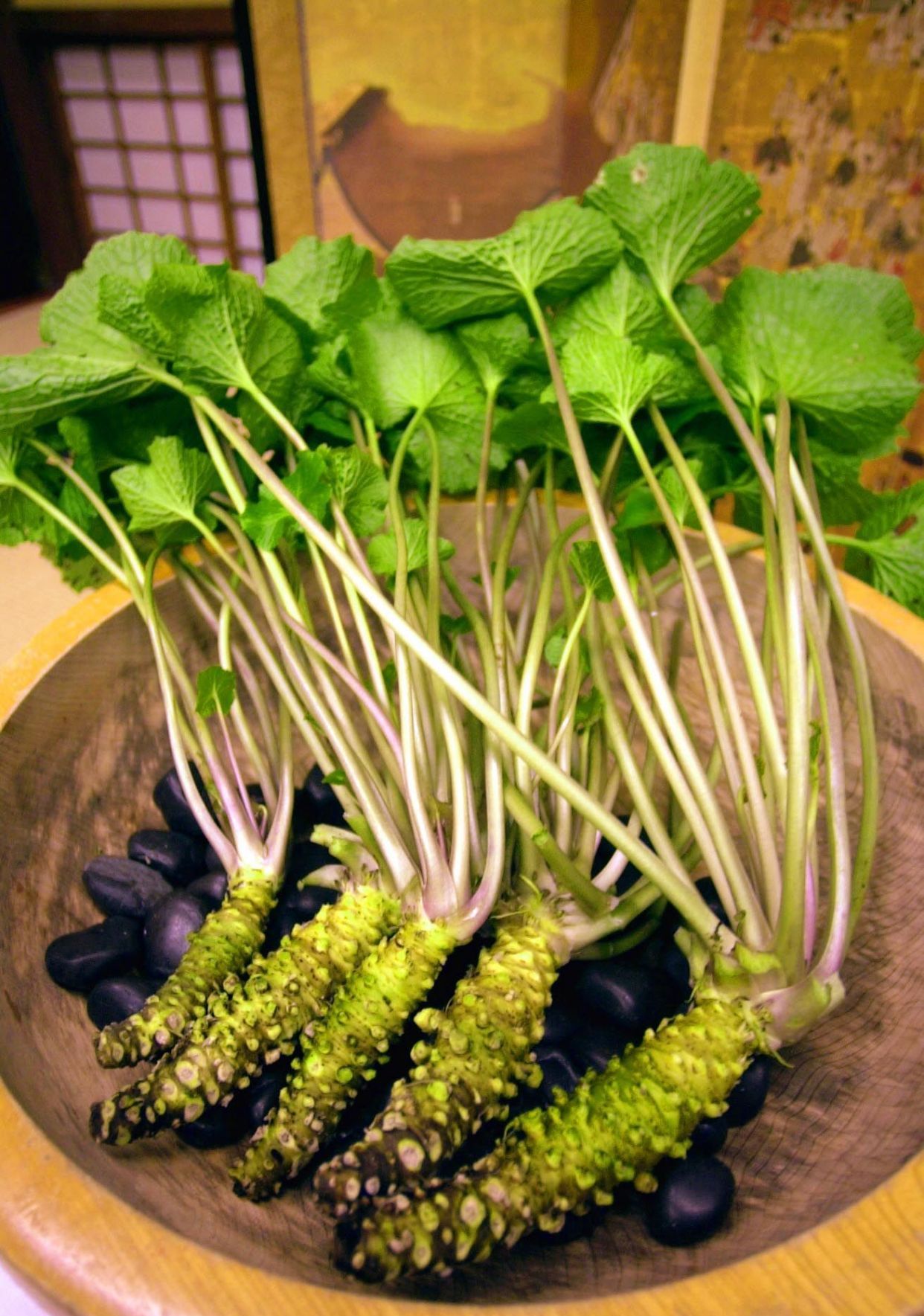 美食世界:日料里的山葵 德川家康的至爱_高清图集_新浪网