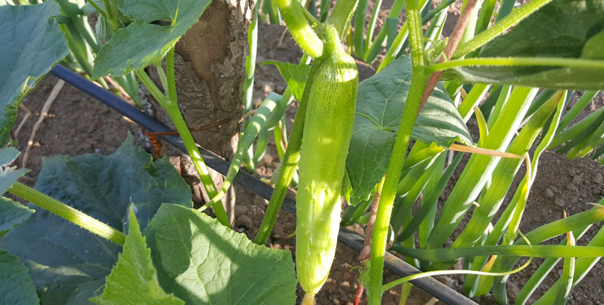 辽阳花卉绿植批发