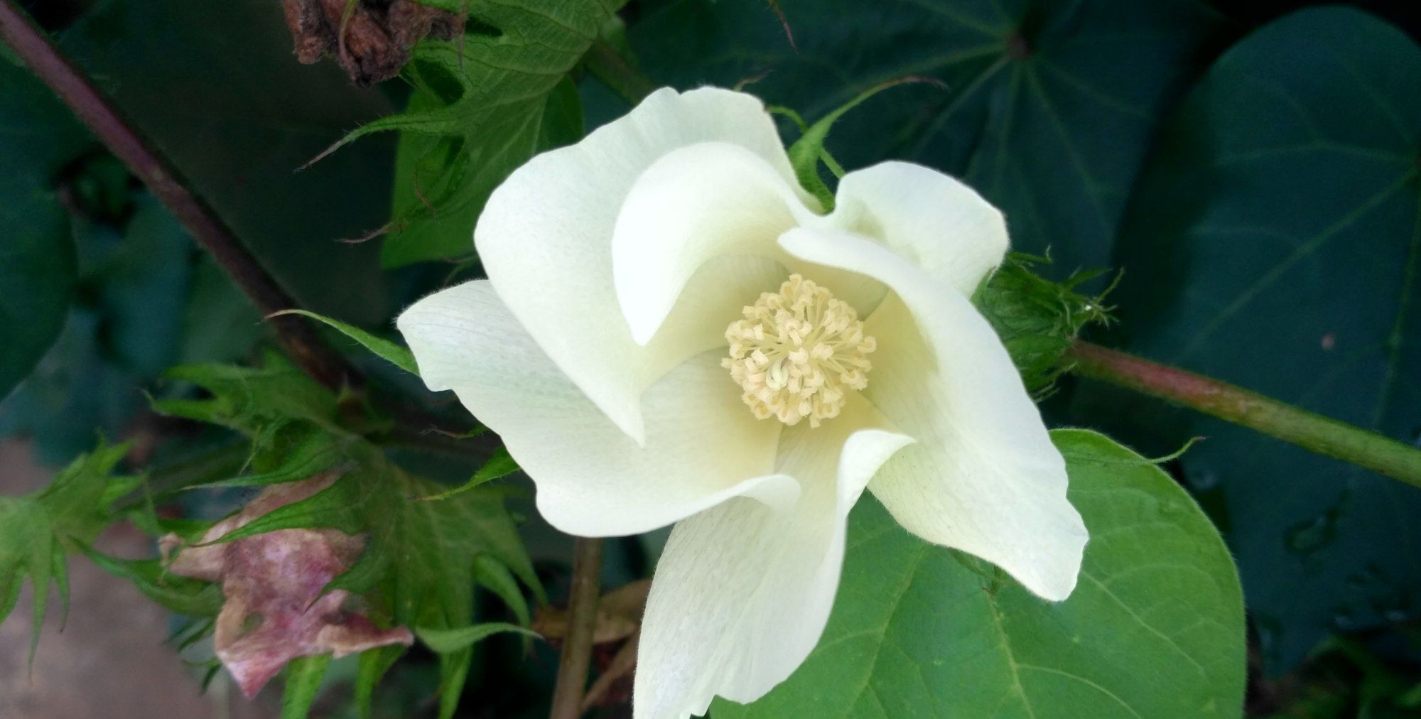 棉花的花朵是乳白色的,素雅丽洁真美丽