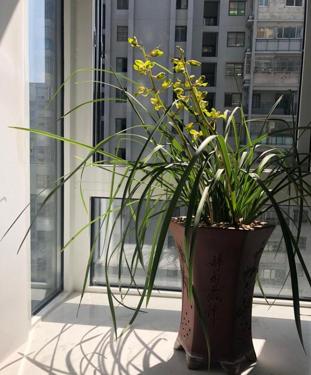 兰花|施肥|阳台_新浪新闻