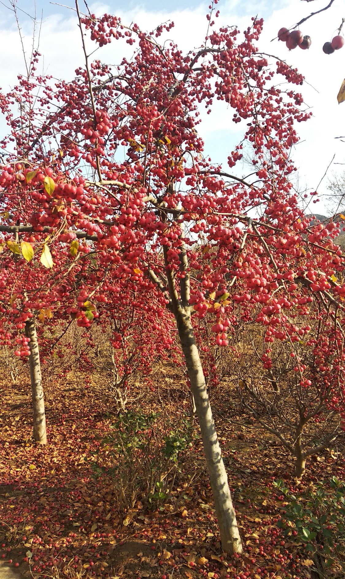 初冬落完叶子满树果子的海棠树真漂亮